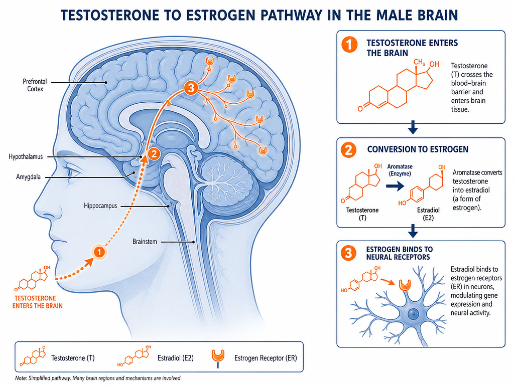 Diagram of testosterone conversion to estrogen within the male brain's neural pathways.