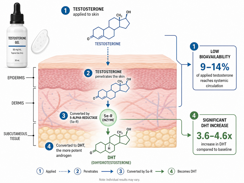 Diagram of testosterone gel converting to DHT in skin and bioavailability percentage.