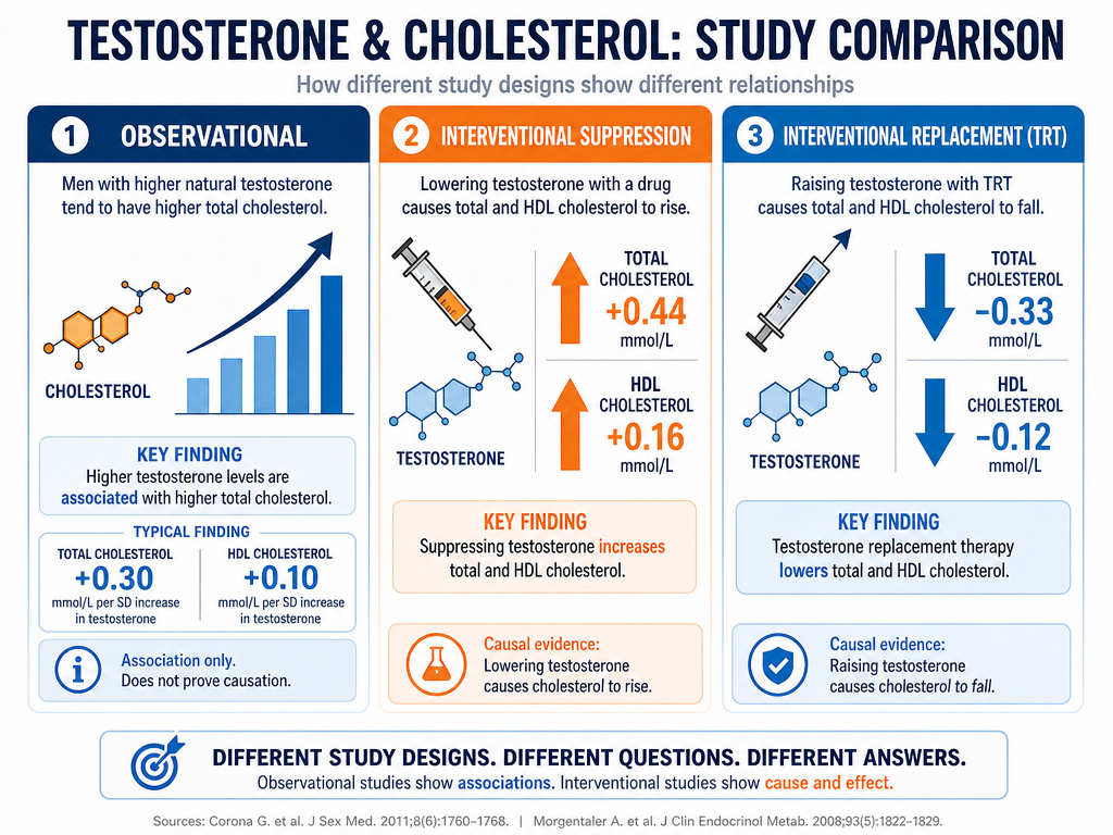 Infographic comparing how different testosterone changes affect cholesterol levels in studies.